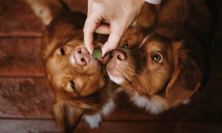 I 10 migliori croccantini per cani