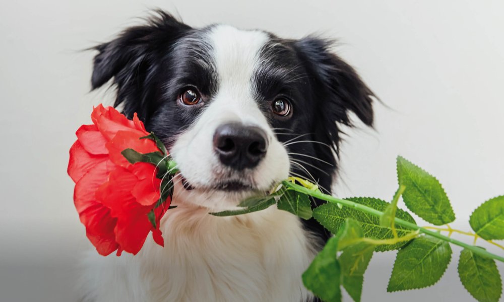 I regali di San Valentino più carini, dolci e gustosi per il tuo cane