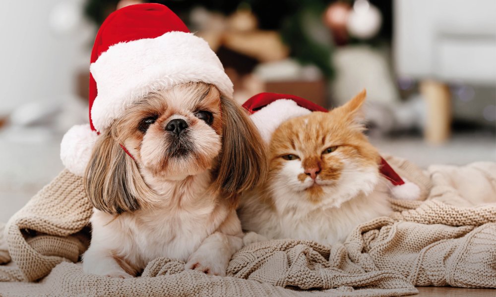 Il più originale dei croccantini per cani per le feste!