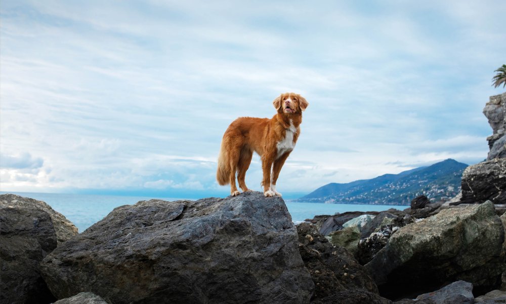 I 10 migliori croccantini per cani del 2024