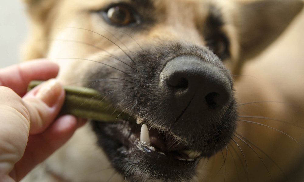 Qual è l’osso giusto per il tuo cane?