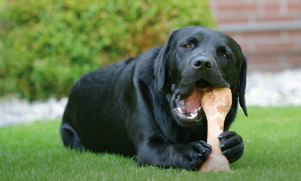 Confronto: ossi naturali per cani vs. ossi da masticare in nylon