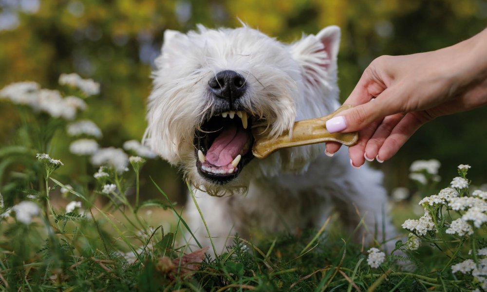 Cinque ossa sicure per cani