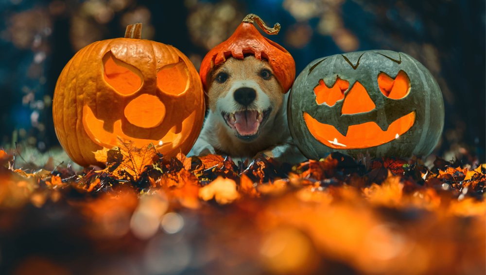 Buuu! Halloween, affondaci i denti dentro