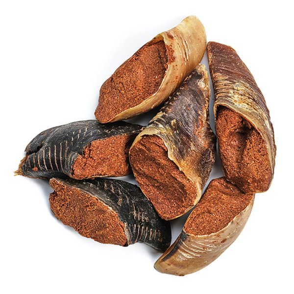 Zoccolo