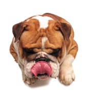 Alimenti naturali e premium per animali domestici