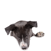 Integratori per cani