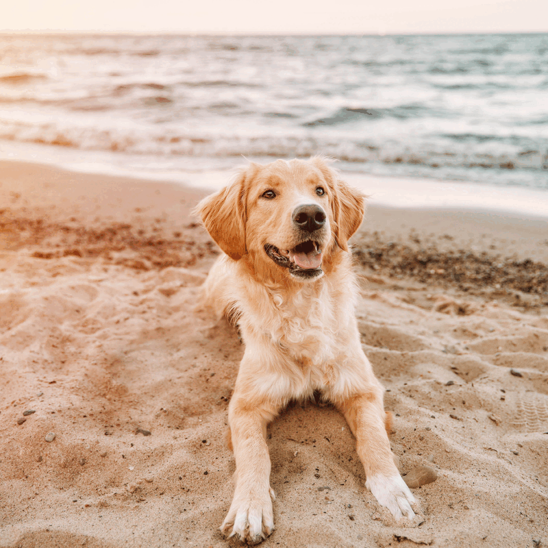 Divertimento estivo per il tuo cane