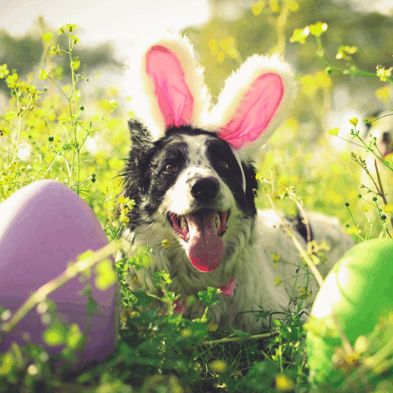 Porta in casa il divertimento vero
Riempite con tantissime prelibatezze