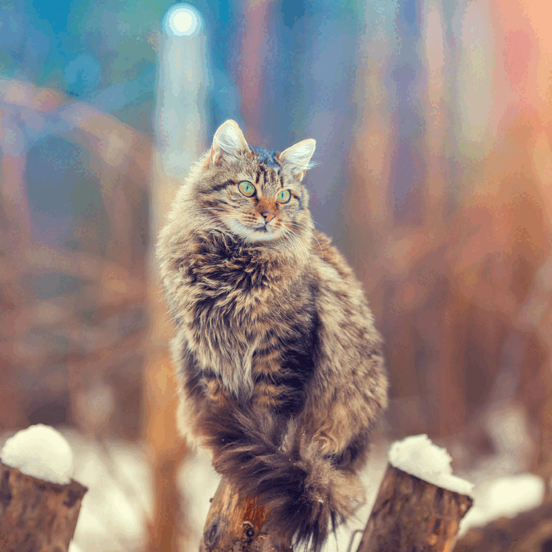 Porta in casa il divertimento vero
Riempite con tantissime prelibatezze